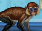 トリマーがお猿さんを綺麗にしてあげるゲーム：Funny Monkey
